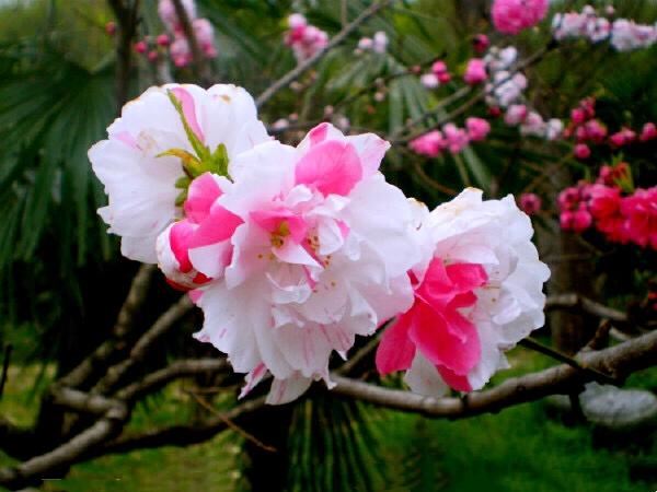 五色碧桃~花朵丰腴,色彩鲜艳,是欣赏桃花中的极品 五色碧桃~花朵丰腴,色彩鲜艳,是欣赏桃花中的极品