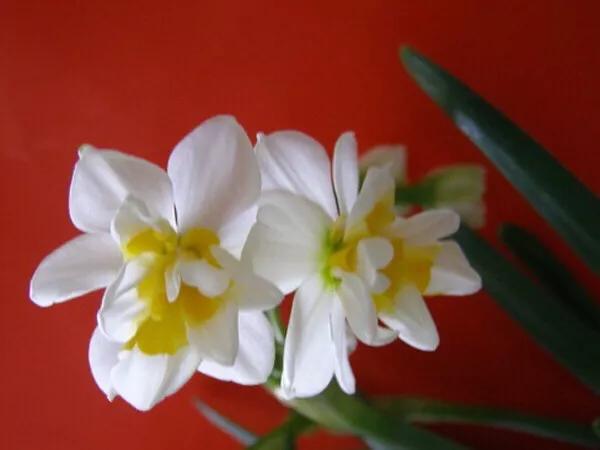 洋水仙和中国水仙