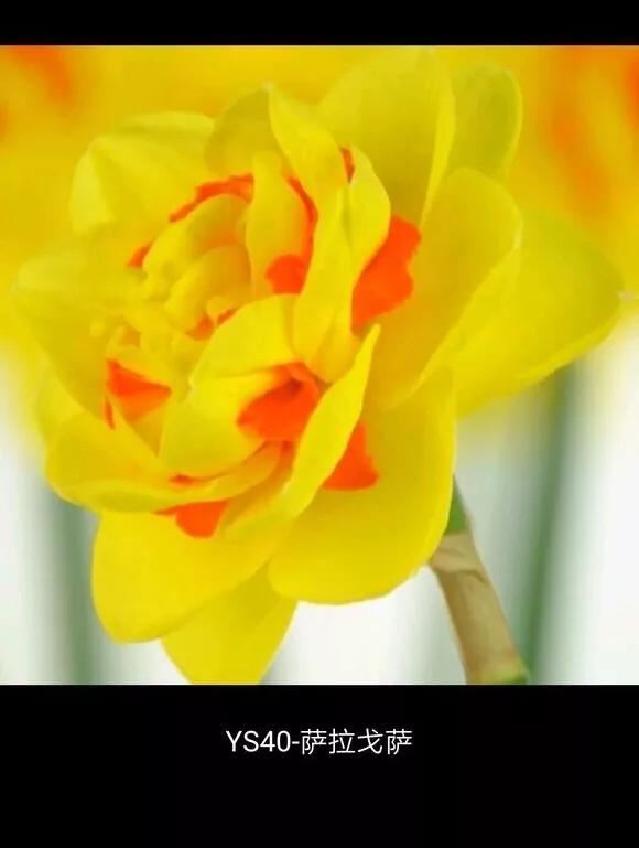 洋水仙和中国水仙