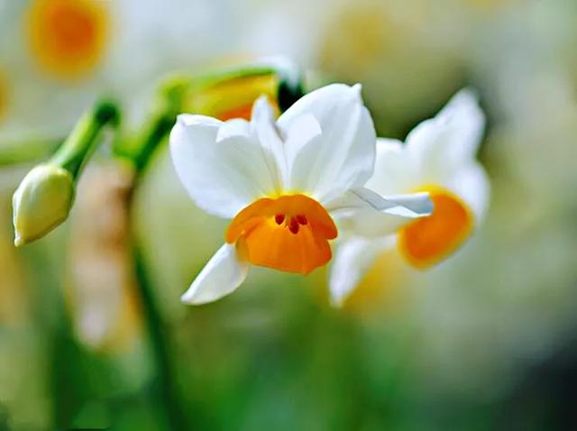 洋水仙和中国水仙