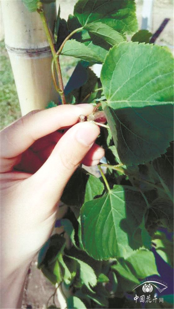 防疫生产两手抓椴树栽植养护方案有图有真相 