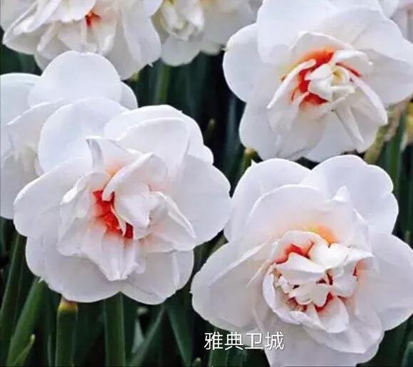 洋水仙和中国水仙