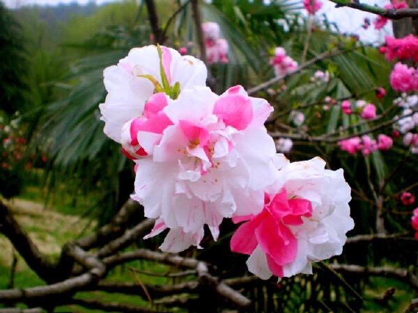 五色碧桃~花朵丰腴,色彩鲜艳,是欣赏桃花中的极品 五色碧桃~花朵丰腴,色彩鲜艳,是欣赏桃花中的极品