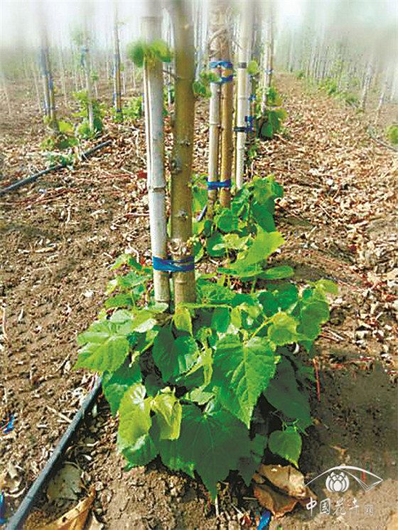 防疫生产两手抓椴树栽植养护方案有图有真相 