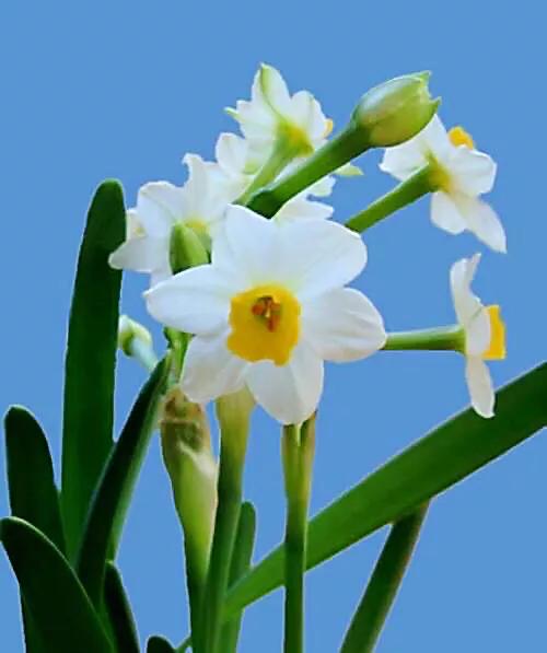 洋水仙和中国水仙