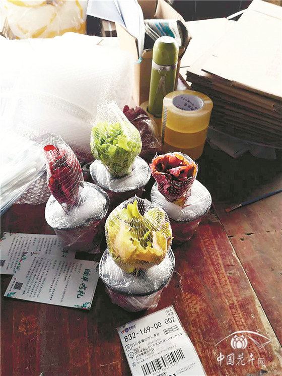 醒醒吧花卉生产商电商不是临阵的枪 