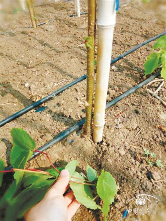 防疫生产两手抓椴树栽植养护方案有图有真相 