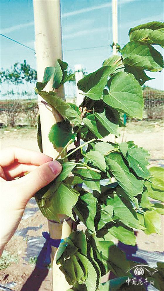 防疫生产两手抓椴树栽植养护方案有图有真相 