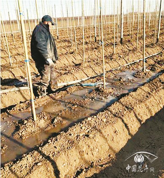 防疫生产两手抓椴树栽植养护方案有图有真相 