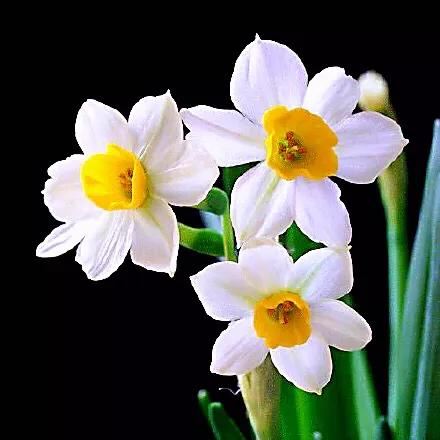 洋水仙和中国水仙