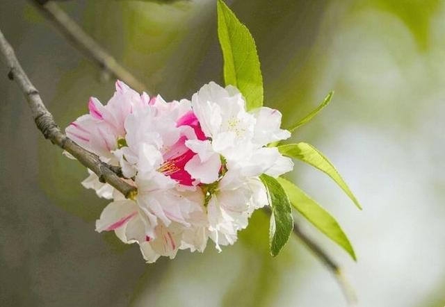 五色碧桃~花朵丰腴,色彩鲜艳,是欣赏桃花中的极品 五色碧桃~花朵丰腴,色彩鲜艳,是欣赏桃花中的极品