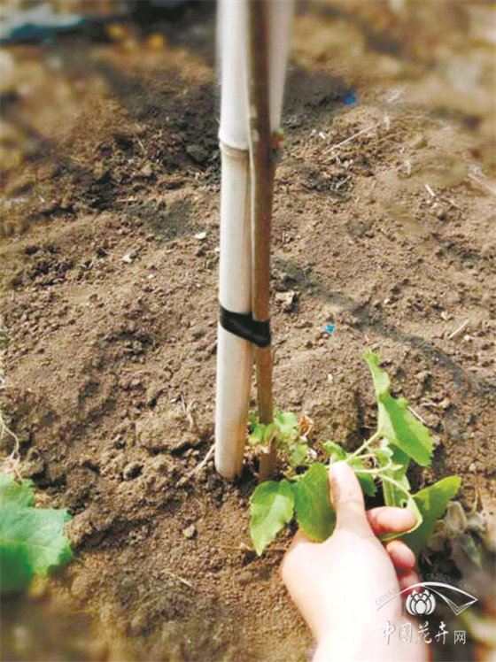 防疫生产两手抓椴树栽植养护方案有图有真相 