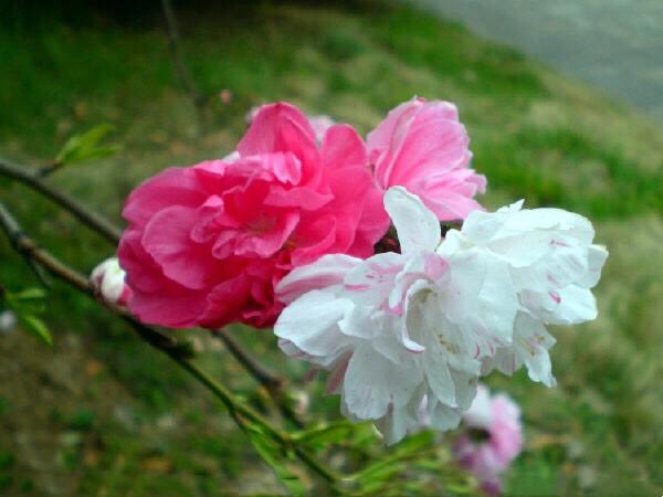 五色碧桃~花朵丰腴,色彩鲜艳,是欣赏桃花中的极品 五色碧桃~花朵丰腴,色彩鲜艳,是欣赏桃花中的极品