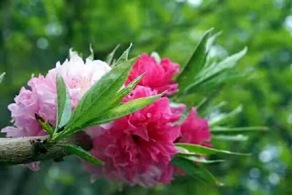 五色碧桃~花朵丰腴,色彩鲜艳,是欣赏桃花中的极品 五色碧桃~花朵丰腴,色彩鲜艳,是欣赏桃花中的极品