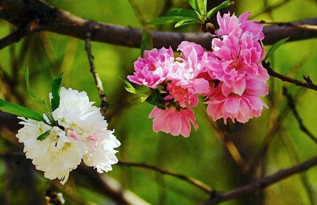 五色碧桃~花朵丰腴,色彩鲜艳,是欣赏桃花中的极品 五色碧桃~花朵丰腴,色彩鲜艳,是欣赏桃花中的极品