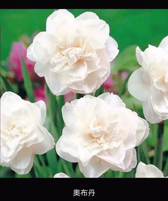 洋水仙和中国水仙