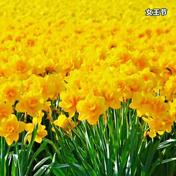 洋水仙和中国水仙