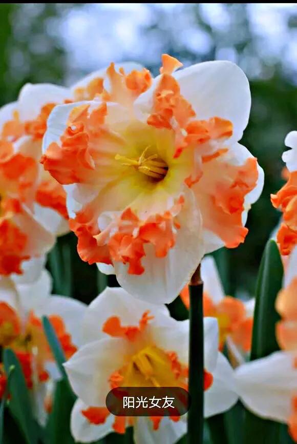 洋水仙和中国水仙