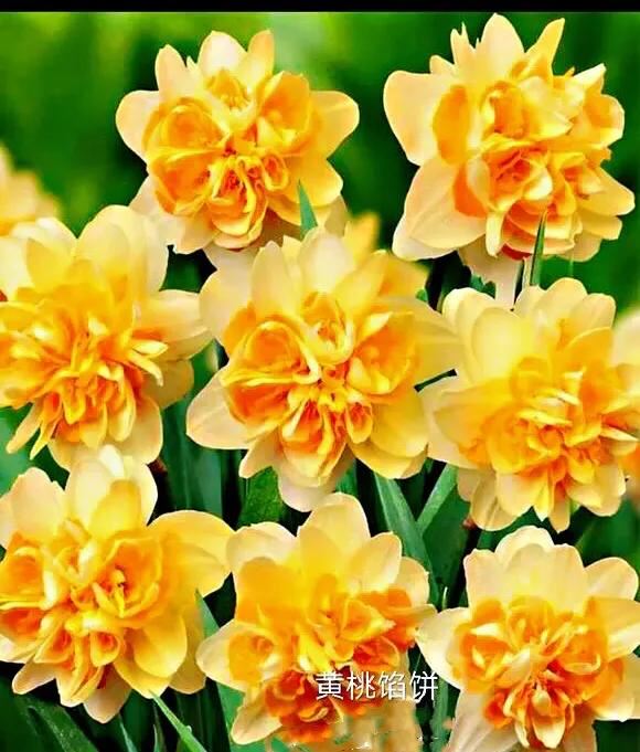 洋水仙和中国水仙