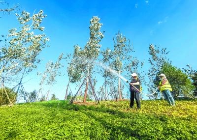 北京城市副中心创建国家森林城市已进入冲刺阶段