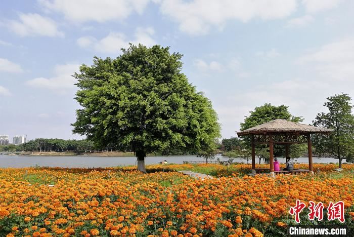 珠三角国家森林城市群崛起:挡不住的春暖花开 珠三角国家森林城市群崛起:挡不住的春暖花开