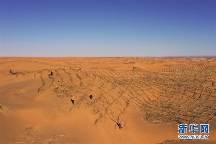 库布其沙漠治沙忙