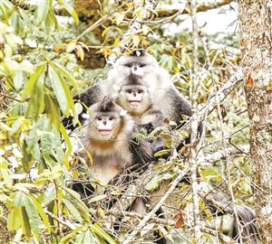 云南——野生动植物安居乐土