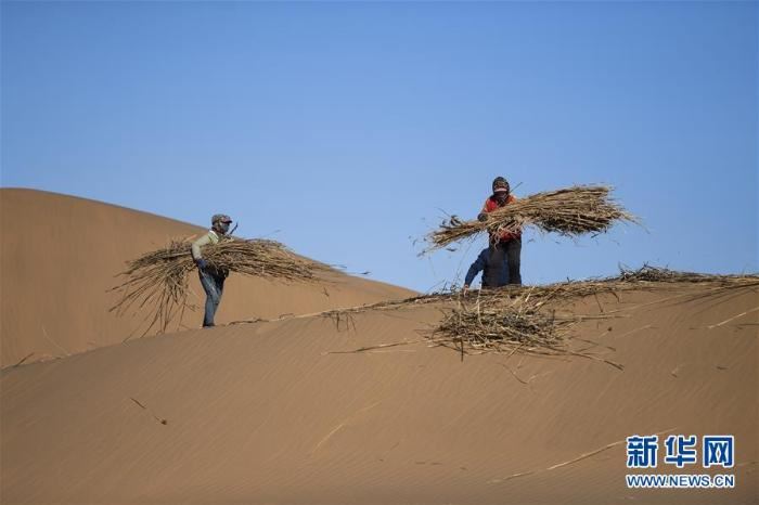 库布其沙漠治沙忙
