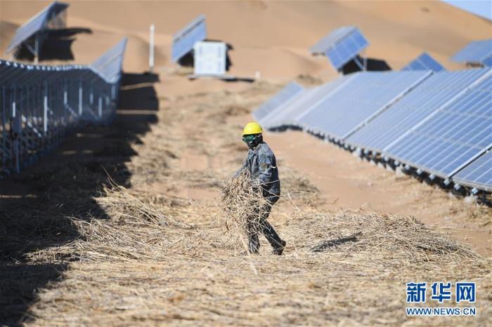 库布其沙漠治沙忙