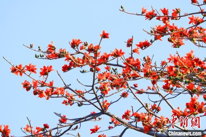珠三角国家森林城市群崛起:挡不住的春暖花开 珠三角国家森林城市群崛起:挡不住的春暖花开