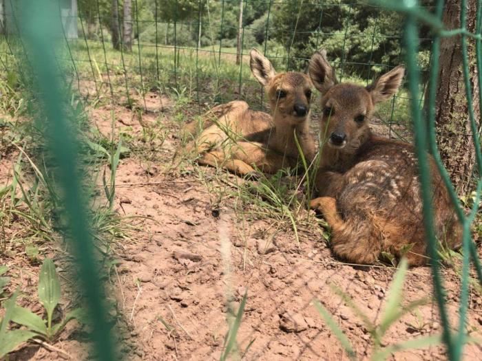 [最美林业故事]太行山脚下的野生动物守护者