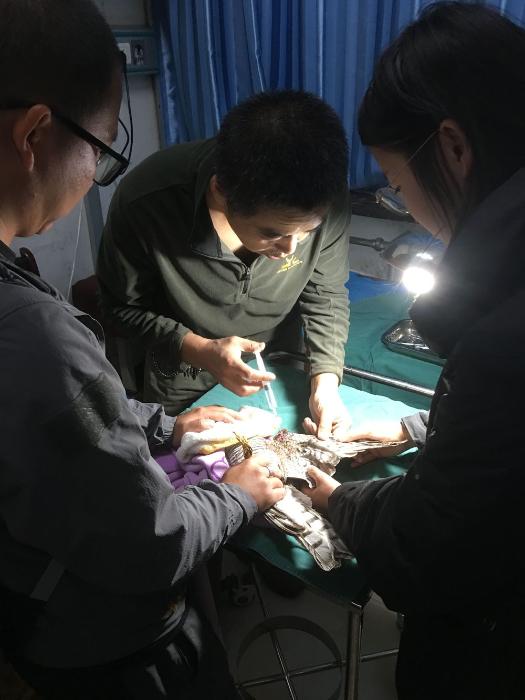 [最美林业故事]太行山脚下的野生动物守护者