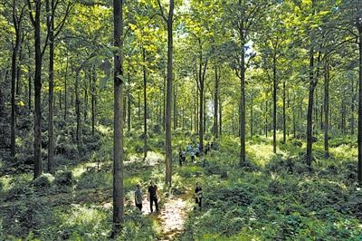 [树木传奇]柚木：佛国嘉客　万木之王