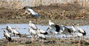 云南——野生动植物安居乐土