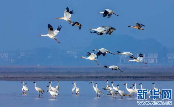 [最美林业故事]鄱阳湖候鸟的“守护者”