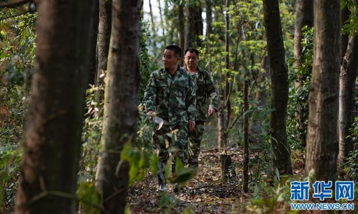 [最美林业故事]父与子的传承：六十余载守望绿水青山