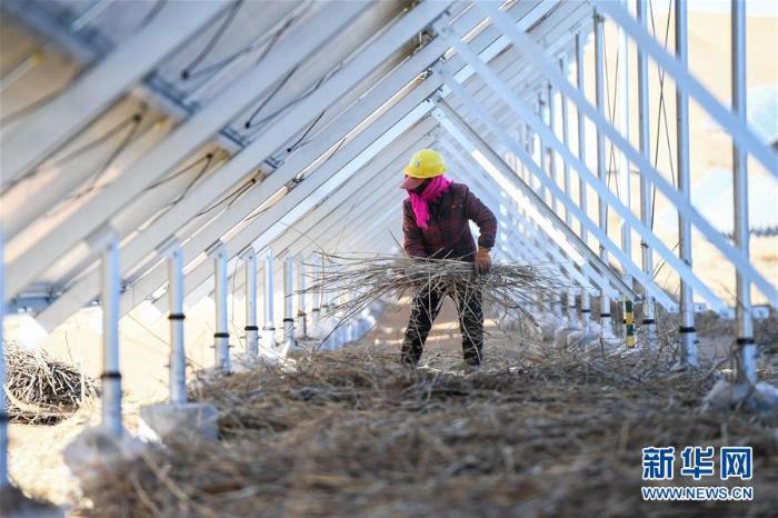 库布其沙漠治沙忙