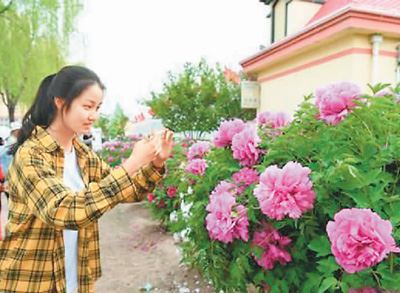 甘肃：牡丹花开脱贫路