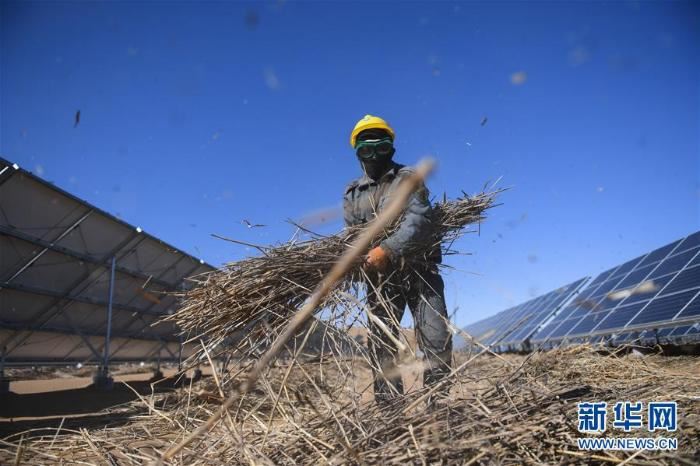 库布其沙漠治沙忙