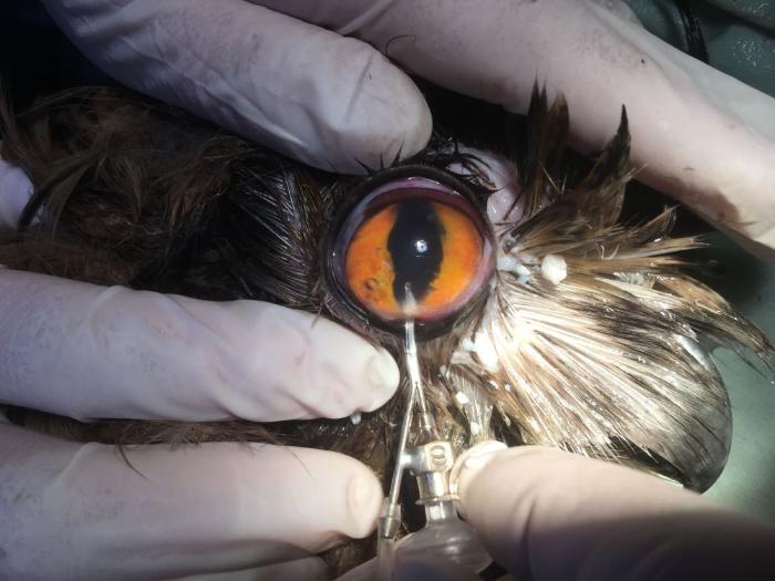 [最美林业故事]太行山脚下的野生动物守护者