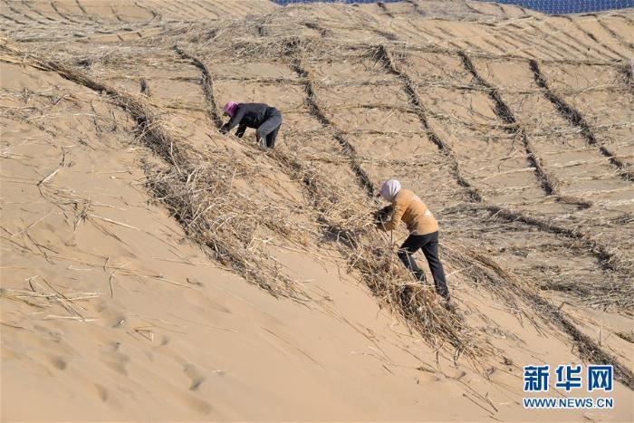 库布其沙漠治沙忙