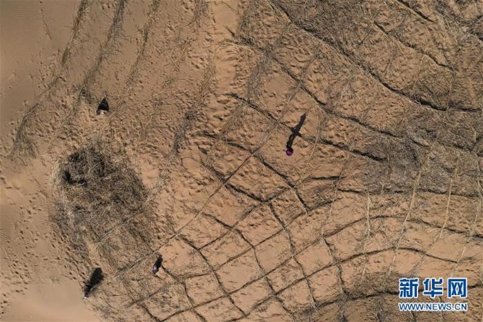 库布其沙漠治沙忙