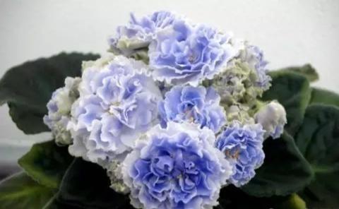 “美丽、真爱永久远！”室内花卉皇后——非洲紫罗兰的养护要点