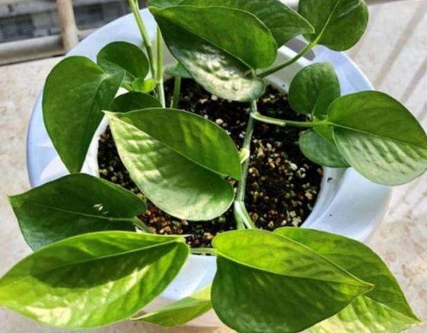 春天养这3款花草，做到多修剪，植株方能越长越旺盛，易爆盆