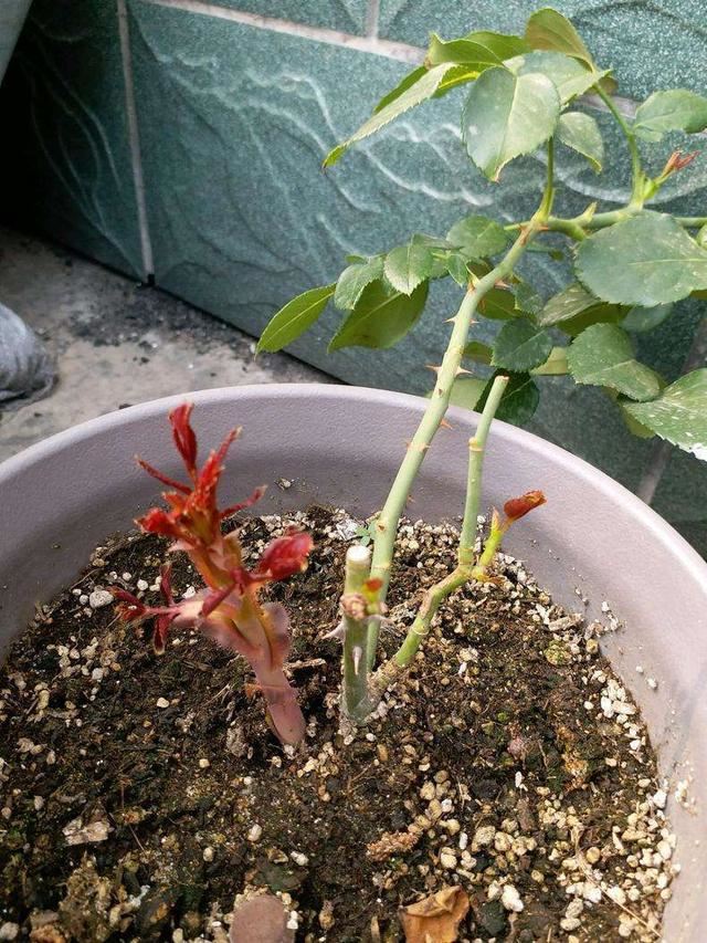 春天省钱了买花钱，这3种学会繁殖技巧，要多少盆都行