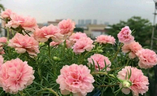 懒人爱花就养一盆太阳花，花开四季持续300天，1盆可以变100盆