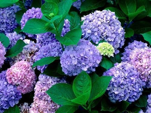 养绣球花要靠“经验”，学会施肥“小秘诀”，蹿芽快开花多
