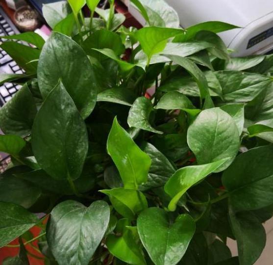 春天养这3款花草，做到多修剪，植株方能越长越旺盛，易爆盆