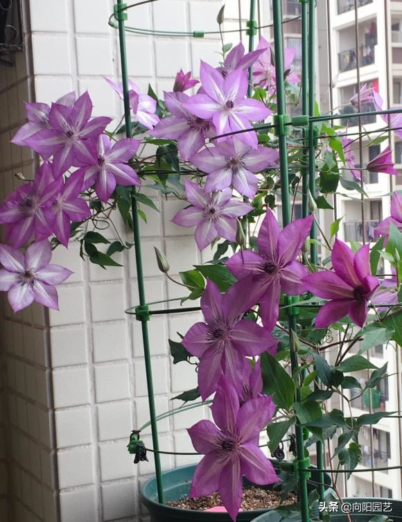 早春适合养铁线莲，4个“实用”小技巧，促花芽，夏天开成花墙