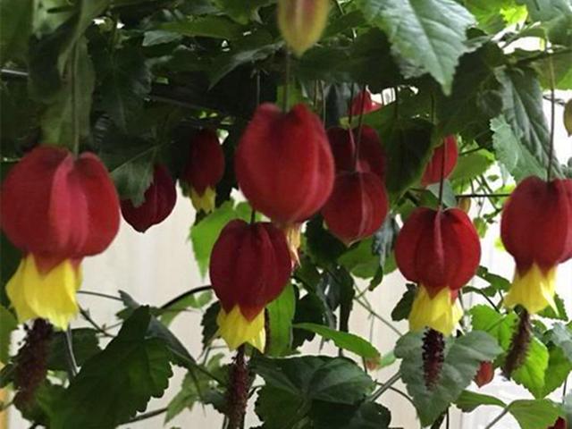 花形奇特的三种“红色”花卉,为冬日增加火热色彩,养好全年开花 花形奇特的三种“红色”花卉,为冬日增加火热色彩,养好全年开花